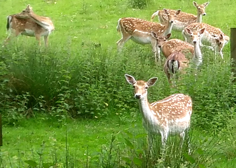 Tuesday Ride: 5th June 2018 Tuesday Ride: 5th June 2018