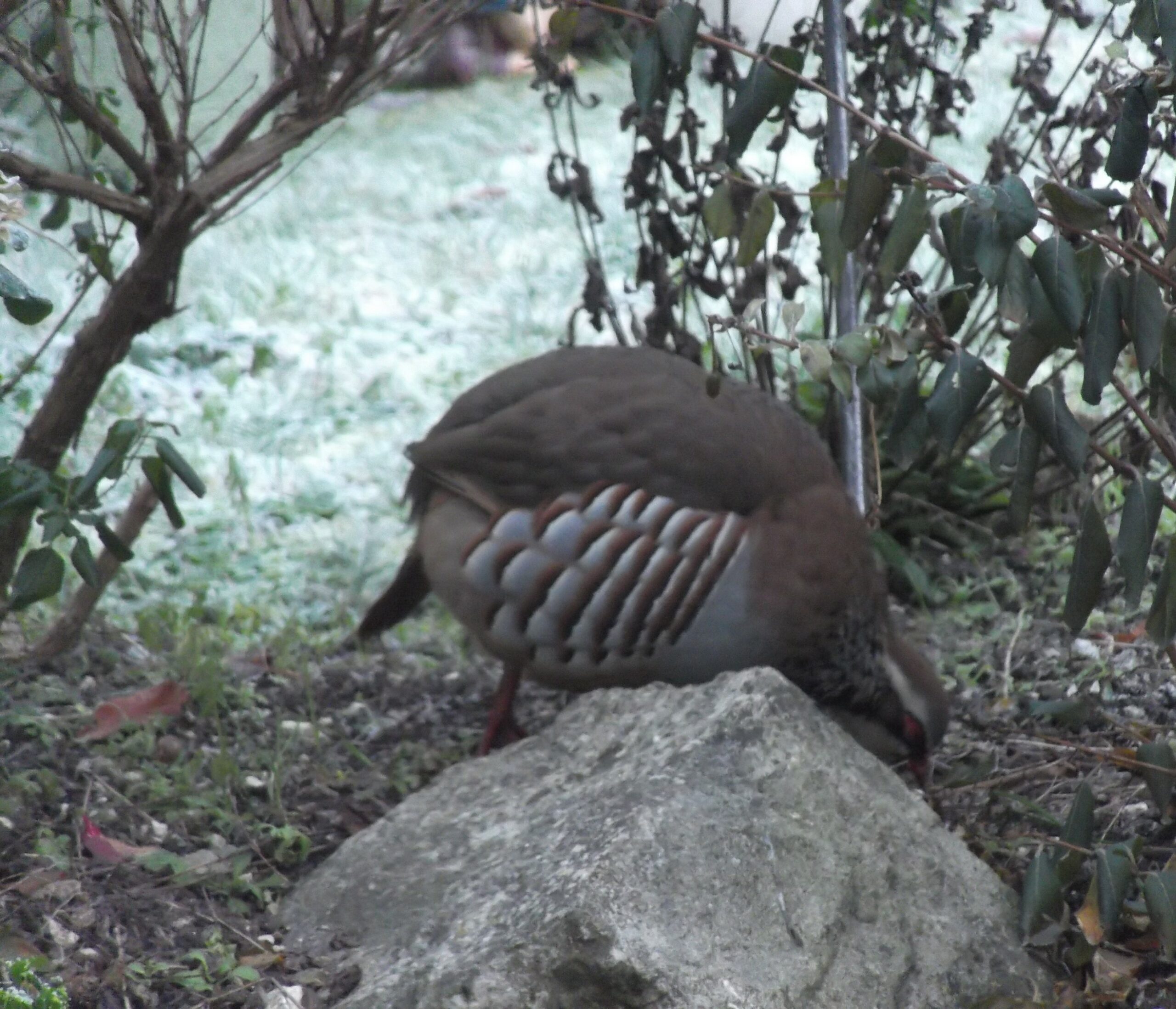 Our Fabulous, Fat, Feathered, Friend! Our Fabulous, Fat, Feathered, Friend!