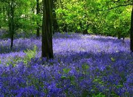 Bluebell Bike Rides Bluebell Bike Rides